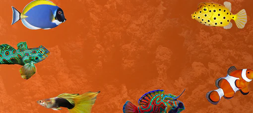 Elevate Your Underwater World Today
