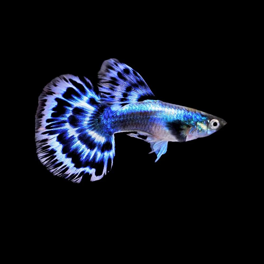 Freshwater Fish New Arrival