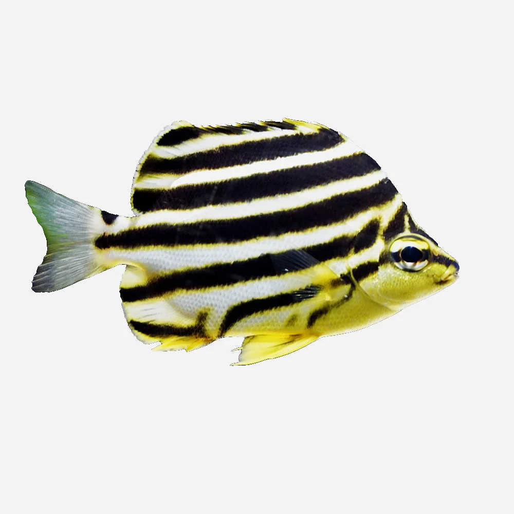 Marine Fish New Arrival